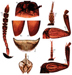 Figure 8. Ptomaphagus (s. str.) chenggongi sp. n. (paratypes). A antenna ♂ (dorsal view) B pronotum ♂ (dorsal view) C protarsus ♂ (dorsal view) D protarsus ♀ (dorsal view) E protibia and profemur ♂ (ventral view) F protibia and profemur ♀ (ventral view) G elytral apex ♂ (dorsoapical view) H elytral apex ♀ (dorsoapical view) I ventrite VIII ♂ (ventral view) J genital segment ♂ (ventral view). Scale bars 0.1 mm.