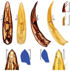 Figure 9. Aedeagi of Ptomaphagus (s. str.) spp. A, C, E, G, H Ptomaphagus (s. str.) chenggongi sp. n. (paratype) B, D, F, I, J Ptomaphagus (s. str.) tingtingae sp. n. (paratype) A, B aedeagi (dorsal view) C, D aedeagi (lateral view) E, F paramere apices (lateral view) G, J aedeagal apices (ventral view) H, I right apicoventral piece of median lobe (ventral view). Scale bars 0.1 mm.