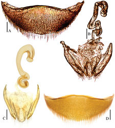 Figure 10. A, B Ptomaphagus (s. str.) chenggongi sp. n. (paratype) C, D Ptomaphagus (s. str.) tingtingae sp. n. (paratype) A, D ventrites VIII (ventral view) B, C spermathecae and genital segments (ventral view). Scale bars 0.1 mm.