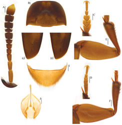 Figure 11. Ptomaphagus (s. str.) tingtingae sp. n. (paratypes). A antenna ♂ (dorsal view) B pronotum ♂ (dorsal view) C protarsus ♂ (dorsal view) D protarsus ♀ (dorsal view) E protibia and profemur ♂ (dorsal view) F protibia and profemur ♀ (dorsal view) G elytral apex ♂ (dorsoapical view) H elytral apex ♀ (dorsoapical view) I ventrite VIII ♂ (ventral view) J genital segment ♂ (ventral view). Scale bars 0.1 mm.