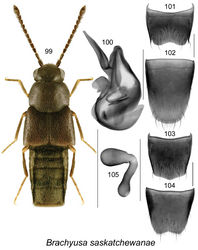 Figures 99–105. Brachyusa saskatchewanae Klimaszewski & Larson, sp. n.: 99 habitus in dorsal view 100 median lobe of aedeagus in lateral view 101 male tergite VIII 102 male sternite VIII 103 female tergite VIII 104 female sternite VIII 105 spermatheca. Scale bar for habitus = 1 mm, and the remaining scale bars = 0.2 mm.