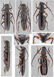 Figures 1–8. 1–4 Coleoxestia apeara, holotype male: 1 dorsal view 2 ventral view 3 lateral view 4 head, frontal view 5–8 Coleoxestia moromokoi, holotype male: 5 dorsal view 6 head, frontal view 7 lateral view 8 ventral view.