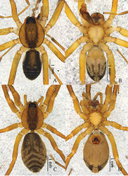 Figure 4. Otacilia yangmingensis sp. n. A male habitus, dorsal view B same, ventral view C Female habitus, dorsal view D same, ventral view.