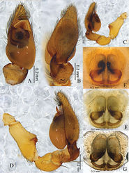 Figure 5. Otacilia yangmingensis sp. n. A left male palp, ventral view B same, dorsal view C same, prolateral view D same, retrolateral view E epigyne, ventral view F same, cleared by potassium hydroxide, ventral view G vulva, dorsal view.