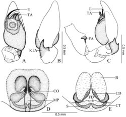 Figure 6. Otacilia yangmingensis sp. n. A left male palp, ventral view B same, dorsal view C same, retrolateral view D epigyne, ventral view E vulva, dorsal view. Scale bars equal for A and B, equal for D and E.