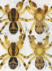 Figure 7. Otacilia curvata sp. n. A male habitus, dorsal view B same, ventral view C female habitus, dorsal view D same, ventral view.