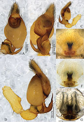 Figure 8. Otacilia curvata sp. n. A left male palp, ventral view B same, dorsal view C same, prolateral view D same, retrolateral view E epigyne, ventral view F same, cleared by potassium hydroxide, ventral view G vulva, dorsal view.