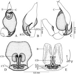 Figure 9. Otacilia curvata sp. n. A left male palp, ventral view B same, dorsal view C same, retrolateral view D epigyne, ventral view E vulva, dorsal view F schematic course of internal duct system. Scale bars equal for A and B, equal for D and E.