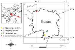 Figure 13. Distribution of new species the genus Otacilia from Hunan, China.