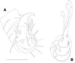 Figure 12. Illacme tobini sp. n.: A spade-shaped anterior gonopod (leg pair 9) B stylus-shaped posterior gonopod (leg pair 10). Scale bar 50 µm. (Catalog #: Illacme tobini sp. n. MPE00735.)