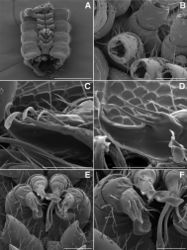 Figure 18. A Anteroventral view of rings 6–9 of Illacme tobini sp. n. with gonopods in situ (scale bar 400 µm) B ventrolateral (right) view of second leg pair with posteriorly oriented coxal gonapophyses (legs broken off at prefemur-femur joint) (scale bar 50 µm). C Medial view of right anterior gonopod of Illacme tobini sp. n. (scale bar 40 µm) D the same of Illacme plenipes (scale bar 50 µm). Illacme tobini sp. n.: E anteroventral view of gonopods in situ (scale bar 50 µm) F the same, close-up of right anterior gonopod (scale bar 30 µm). (Catalog #s: Illacme tobini sp. n. MPE00735, Illacme plenipes SPC000932.)
