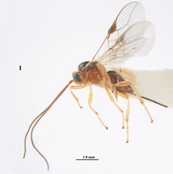 Figure 1. Psyttalia carinata (Thomson), ♀, holotype of Opius brevitemporalis Tobias, habitus lateral.