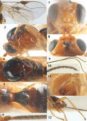 Figures 2–12. Psyttalia carinata (Thomson), ♀, holotype of Opius brevitemporalis Tobias. 2 wings 3 head and mesosoma lateral 4 mesosoma dorsal 5 propodeum and first–third metasomal tergites dorsal 6 base of antenna 7 head anterior 8 head dorsal 9 antenna 10 apex of antenna 11 mandible lateral 12 hind leg and hypopygium lateral.