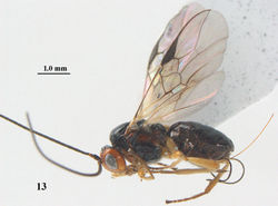 Figure 13. Psyttalia cyclogaster (Thomson), ♀, China, Ningshan, habitus lateral.