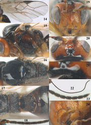 Figures 14–24. Psyttalia cyclogaster (Thomson), ♀, China, Ningshan. 14 wings 15 mesosoma lateral 16 mesosoma dorsal 17 propodeum and first–third metasomal tergites dorsal 18 base of antenna 19 head anterior 20 head dorsal 21 detail of posterior part of head and pronotum dorsal 22 antenna 23 apex of antenna 24 mandible antero-lateral.