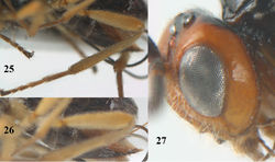 Figures 25–27. Psyttalia cyclogaster (Thomson), ♀, China, Ningshan. 25 hind leg lateral 26 hypopygium lateral 27 head lateral.