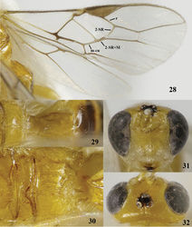 Figures 28–32. Psyttalia incisi (Silvestri), ♂, China, Fujian. 28 wings 29 first metasomal tergite dorsal 30 propodeum dorsal 31 head anterior 32 head dorsal.