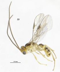 Figure 33. Psyttalia latinervis sp. n., ♂, holotype, habitus lateral.