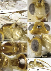 Figures 34–43. Psyttalia latinervis sp. n., ♂, holotype. 34 wings 35 detail of middle third of fore wing 36 mesosoma lateral 37 mesosoma dorsal 38 propodeum and first–third metasomal tergites dorsal 39 head anterior 40 head dorsal 41 head lateral 42 hind leg 43 antenna.