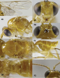 Figures 45–52. Psyttalia majocellata sp. n., ♀, holotype. 45 wings 46 head and mesosoma lateral 47 mesosoma dorsal 48 propodeum and first–third metasomal tergites dorsal 49 head anterior 50 head dorsal 51 hind femur and hypopygium lateral 52 base of antenna.