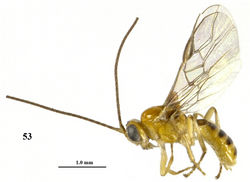 Figure 53. Psyttalia majocellata sp. n., ♂ paratype, habitus lateral.