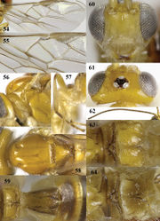 Figures 54–64. Psyttalia majocellata sp. n., ♂ paratype, but 64 of ♀ holotype. 54 wings 55 detail of middle third of fore wing 56 mesosoma lateral 57 hind leg 58 mesosoma dorsal 59 propodeum and first–third metasomal tergites dorsal 60 head anterior 61 head dorsal 62 antenna 63–64 metanotum and propodeum dorsal.