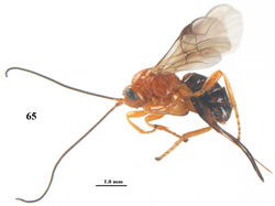 Figure 65. Psyttalia romani (Fahringer), ♀, Russia, Novorossijka, habitus lateral.