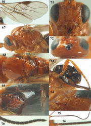 Figures 66–76. Psyttalia romani (Fahringer), ♀, Russia, Novorossijka. 66 wings 67 head and mesosoma lateral 68 mesosoma dorsal 69 first–third metasomal tergites dorsal 70 apex of antenna 71 head anterior 72 head dorsal 73 hind leg and hypopygium lateral 74 mandible lateral 75 antenna 76 base of antenna.