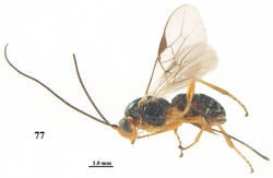 Figure 77. Psyttalia sakhalinica (Tobias), ♀, holotype, habitus lateral.