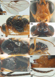 Figures 78–88. Psyttalia sakhalinica (Tobias), ♀, holotype. 78 wings 79 head and mesosoma lateral 80 mesosoma dorsal 81 first–third metasomal tergites dorsal 82 base of antenna 83 head anterior 84 head dorsal 85 hind leg and hypopygium lateral 86 mandible lateral 87 apex of antenna 88 antenna.