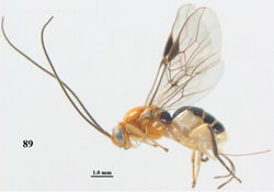 Figure 89. Psyttalia spectabilis sp. n., ♀, holotype, habitus lateral.