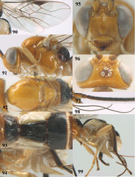 Figures 90–99. Psyttalia spectabilis sp. n., ♀, holotype. 90 wings 91 head and mesosoma lateral 92 mesosoma dorsal 93 propodeum and first–third metasomal tergites dorsal 94 hypopygium lateral 95 head anterior 96 head dorsal 97 base of antenna 98 antenna 99 hind leg and hypopygium lateral.