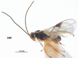 Figure 100. Rhogadopsis mediocarinata (Fischer), ♀, holotype of Opius vacuus Tobias, habitus lateral.