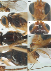 Figures 101–110. Rhogadopsis mediocarinata (Fischer), ♀, holotype of Opius vacuus Tobias. 101 wings 102 head and mesosoma lateral 103 mesosoma dorsal 104 first–third metasomal tergites dorsal 105 base of antenna 106 head anterior 107 head dorsal 108 mandible lateral 109 hind leg and hypopygium lateral 110 antenna.