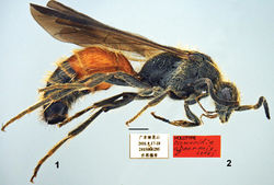 Figures 1–2. Promecidia abnormis Lelej, sp. n., male, holotype. 1 Habitus, lateral view 2 labels. Scale bars 1 mm.