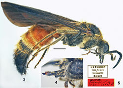 Figures 3–5. Promecidia chui Lelej & Xu, sp. n., male, holotype. 3 Habitus, lateral view 4 mandible, lateral view 5 labels. Scale bars 1 mm.