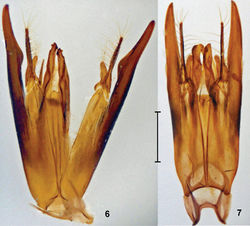 Figures 6–7. Promecidia, male genitalia, ventral view. 6 Promecidia abnormis Lelej, sp. n., holotype 7 Promecidia chui Lelej & Xu, sp. n., paratype from Hainan. Scale bars 0.5 mm.