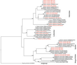 Figure 2. ML phylogeny estimate of the bee species of the Azores archipelago based on 657 nucleotides of the COI gene; sequences of Azorean samples in red, those from other regions in black; the phylogeny is rooted on the Azorean invasive Vespula germanica; for sequences downloaded from GenBank, the accession numbers are given, for new Azorean sequences we give the collection number of TUM; the two species Megachile concinna and Hylaeus azorae are missing in the tree because of lack of material from the Azores for sequencing and lack of sequences from other sources.