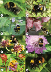 Figure 3. Azorean Bombus species: a Bombus ruderatus queen, UK b Bombus terrestris queen, July 2016, Terceira; c) Bombus ruderatus worker on Ballota nigra (Lamiaceae), July 2016, Terceira (Angra do Heroísmo) d Bombus terrestris worker on Azorina vidalii (Campanulaceae), July 2015, Corvo e Bombus ruderatus male on Lantana camara (Verbenaceae), September 2010, São Miguel f Bombus terrestris male, July 2016, Flores g Bombus pratorum male on Prunella vulgaris (Lamiaceae), August 2015, Faial (Miradoura da Caldeira) h Bombus pratorum worker, Norway; photos: Steven Falk (a), Hanno Schaefer (b, c, e, f), Julie A. Weissmann (d), Valter Jacinto (g) and Kjetil Fellheim on wikipedia (creative commons license) (h); scale bars 2 mm.