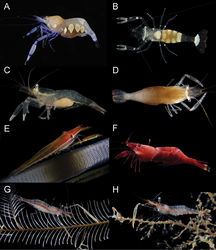 Figure 3. Examples of species from the genera reported in this study. A, B Ancylocaris brevicarpalis Schenkel, 1902: ovigerous females, MNHN-2014-558 and -156 (resp.), Kavieng, Papua New Guinea C Actinimenes inornatus (Kemp, 1922), comb. n., MNHN-IU-2014-315, with bopyrid parasite, Kavieng, Papua New Guinea D Actinimenes ornatus (Bruce, 1969), comb. n., ovigerous female, UO 80-Vn08, Nhatrang Bay, Vietnam E Cristimenes cristimanus (Bruce, 1965), comb. n., UO 103-Vn08, Nhatrang Bay, Vietnam F Cristimenes commensalis (Borradaile, 1915), comb. n., MTQ 33230, Lizard Island, Great Barrier Ree G Rapimenes laevimanus (Ďuriš, 2010), comb. n., ovigerous female holotype, RMNH D.53129, Nhatrang Bay, Vietnam H Rapimenes granulimanus (Bruce, 1978), comb. n., ovigerous female, MNHN-IU-2013-509, Madang, Papua New Guinea. (Photos: A–G Z Ďuriš; H A Anker).