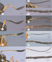 Figures 1–12. 1 Calliscelio punctatifrons sp. n., female, holotype (OSUC 191124), Antenna. 2–3 Calliscelio punctatifrons sp. n., male, paratype (OSUC 191125) 2 Antenna 3 Tyloid 4 Calliscelio latifrons sp. n., female, holotype (OSUC 323077), Antenna 5–6 Calliscelio latifrons sp. n., male, paratype (OSUC 323075) 5 Antenna 6 Tyloid 7 Calliscelio alcoa sp. n., female, holotype (OSUC 458212), Antenna 8–9 Calliscelio alcoa sp. n., male, paratype (OSUC 458222) 8 Antenna 9 Tyloid 10 Calliscelio longius sp. n., female, paratype (OSUC 193935), Antenna 11–12 Calliscelio longius sp. n., male, paratype (OSUC 193596) 11 Antenna 12 Tyloid. Scale bars in millimeters.