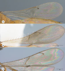 Figures 13–15. Fore wing, dorsal view 13 Calliscelio gatineau sp. n., female, holotype (OSUC 534340) 14 Calliscelio storea sp. n., female, holotype (OSUC 546117) 15 Calliscelio laticinctus Ashmead, female (OSUC 458242). Scale bars in millimeters.