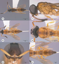 Figures 16–21. 16 Calliscelio absconditum sp. n., female, paratype (OSUC 134791), dorsal habitus 17–20 Calliscelio absconditum sp. n., female, holotype (OSUC 323924). 17 Head and mesosoma, lateral view 18 Dorsal habitus 19 Head and mesosoma, dorsal view 20 Head, anterior view 21 Metasoma, dorsal view. Scale bars in millimeters.