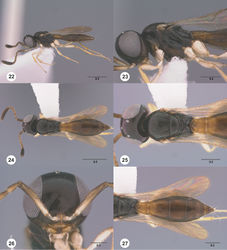 Figures 22–27. Calliscelio absum sp. n., female, holotype (OSUC 190716). 22 Lateral habitus 23 Head and mesosoma, lateral view 24 Dorsal habitus 25 Head and mesosoma, dorsal view 26 Head, anterior view 27 Metasoma, dorsal view. Scale bars in millimeters.