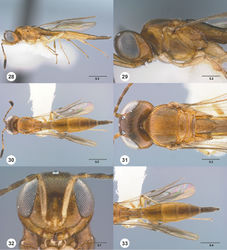 Figures 28–33. Calliscelio alcoa sp. n., female, holotype (OSUC 458212). 28 Lateral habitus 29 Head and mesosoma, lateral view 30 Dorsal habitus 31 Head and mesosoma, dorsal view 32 Head, anterior view 33 Metasoma, dorsal view. Scale bars in millimeters.