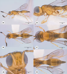 Figures 34–39. Calliscelio amadoi sp. n., female, holotype (OSUC 193589). 34 Lateral habitus 35 Head and mesosoma, lateral view 36 Dorsal habitus 37 Head and mesosoma, dorsal view 38 Head, anterior view 39 Metasoma, dorsal view. Scale bars in millimeters.