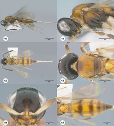 Figures 40–45. Calliscelio armila sp. n., female, holotype (OSUC 458342). 40 Lateral habitus 41 Head and mesosoma, lateral view 42 Dorsal habitus 43 Head and mesosoma, dorsal view 44 Head, anterior view 45 Metasoma, dorsal view. Scale bars in millimeters.