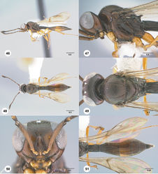 Figures 46–51. Calliscelio bidens sp. n., female, holotype (OSUC 458326). 46 Lateral habitus 47 Head and mesosoma, lateral view 48 Dorsal habitus 49 Head and mesosoma, dorsal view 50 Head, anterior view 51 Metasoma, dorsal view. Scale bars in millimeters.