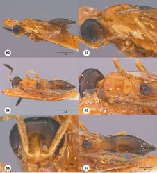 Figures 52–57. Calliscelio bisulcatus (Kieffer), female, holotype (CAS Type No. 9590). 52 Lateral habitus 53 Head and mesosoma, lateral view 54 Dorsal habitus 55 Head and mesosoma, dorsal view 56 Head, anterior view 57 Metasoma, dorsal view. Scale bars in millimeters.