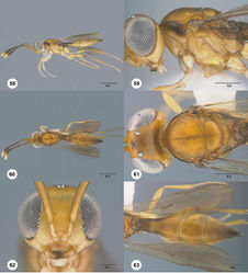 Figures 58–63. Calliscelio brachys sp. n., female, holotype (OSUC 193349). 58 Lateral habitus 59 Head and mesosoma, lateral view 60 Dorsal habitus 61 Head and mesosoma, dorsal view 62 Head, anterior view 63 Metasoma, dorsal view. Scale bars in millimeters.